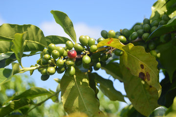 What is Single Origin Coffee? And Why It Matters !